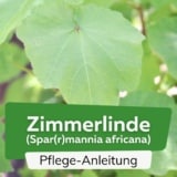 Zimmerlinde (Sparrmannia africana)