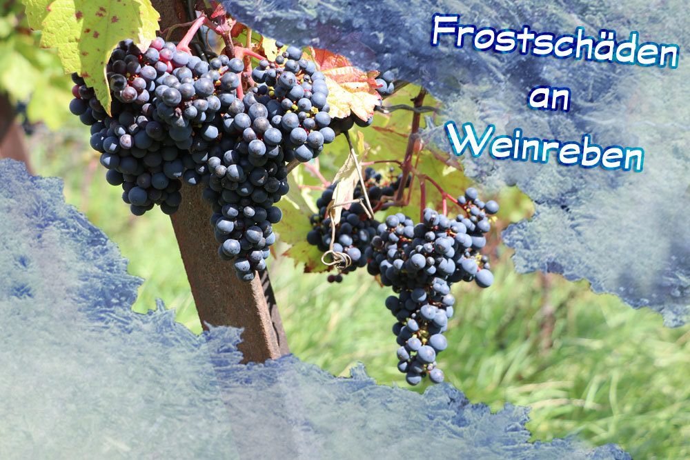 Frostschäden an Weinreben