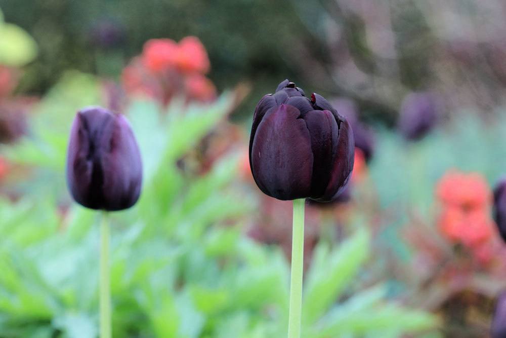 schwarze Tulpe, Tulipa