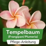 Tempelbaum, Frangipani, Plumeria