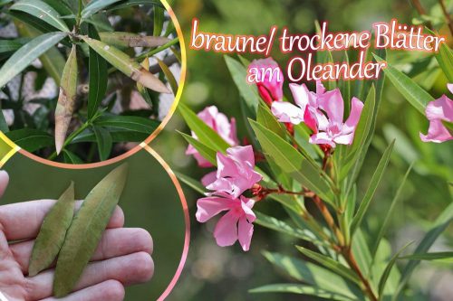 Oleander bekommt braune Blätter