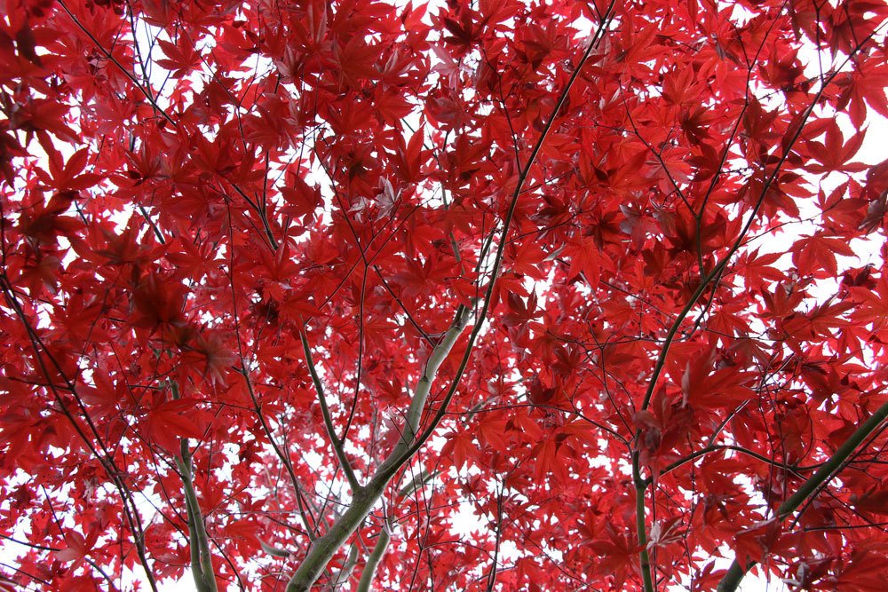 Fächerahorn, Acer palmatum
