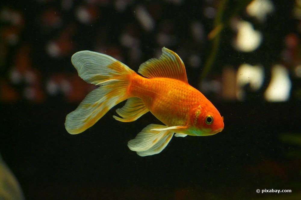 Fächerschwanz-Goldfisch