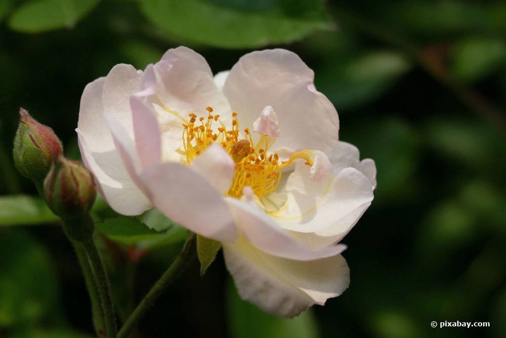 Rose 'Apfelblüte'