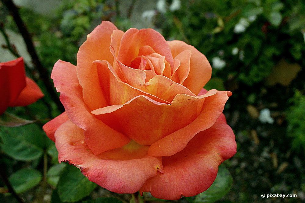Rose 'Lambada'
