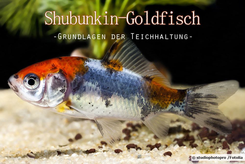 Shubunkin Goldfisch