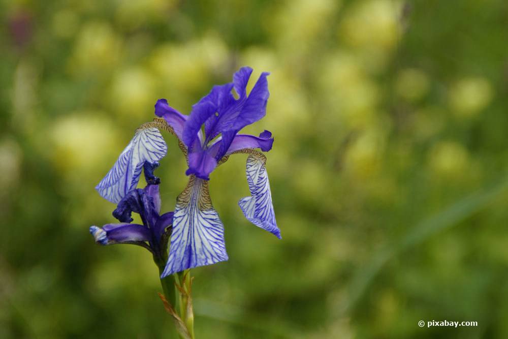 Wiesen-Schwertlilie, Iris sibirica