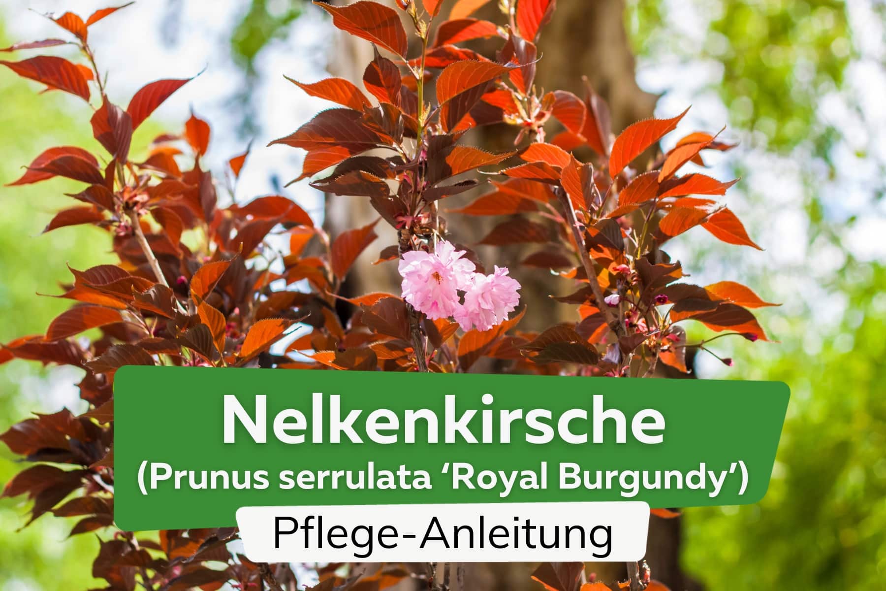 Nelkenkirsche (Prunus serrulata 'Royal Burgundy')