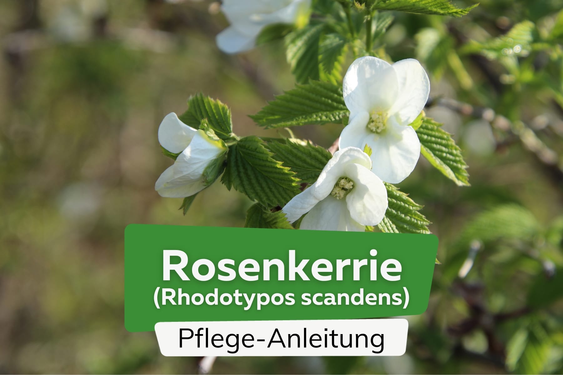 Rosenkerrie (Rhodotypos scandens)