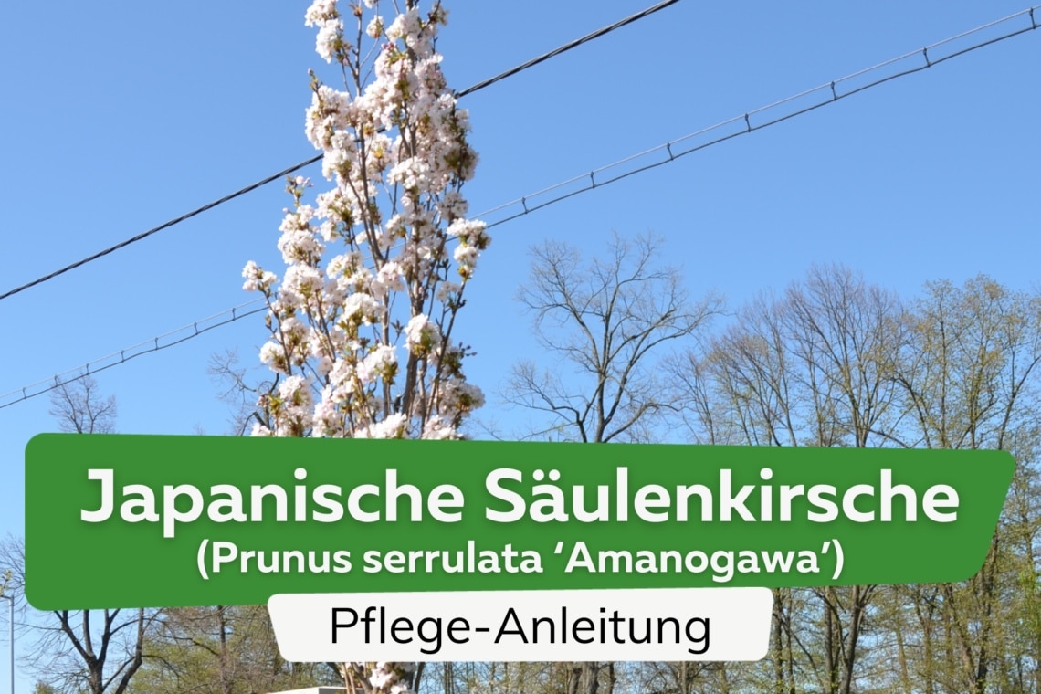 Japanische Säulenkirsche (Prunus serrulata 'Amanogawa')