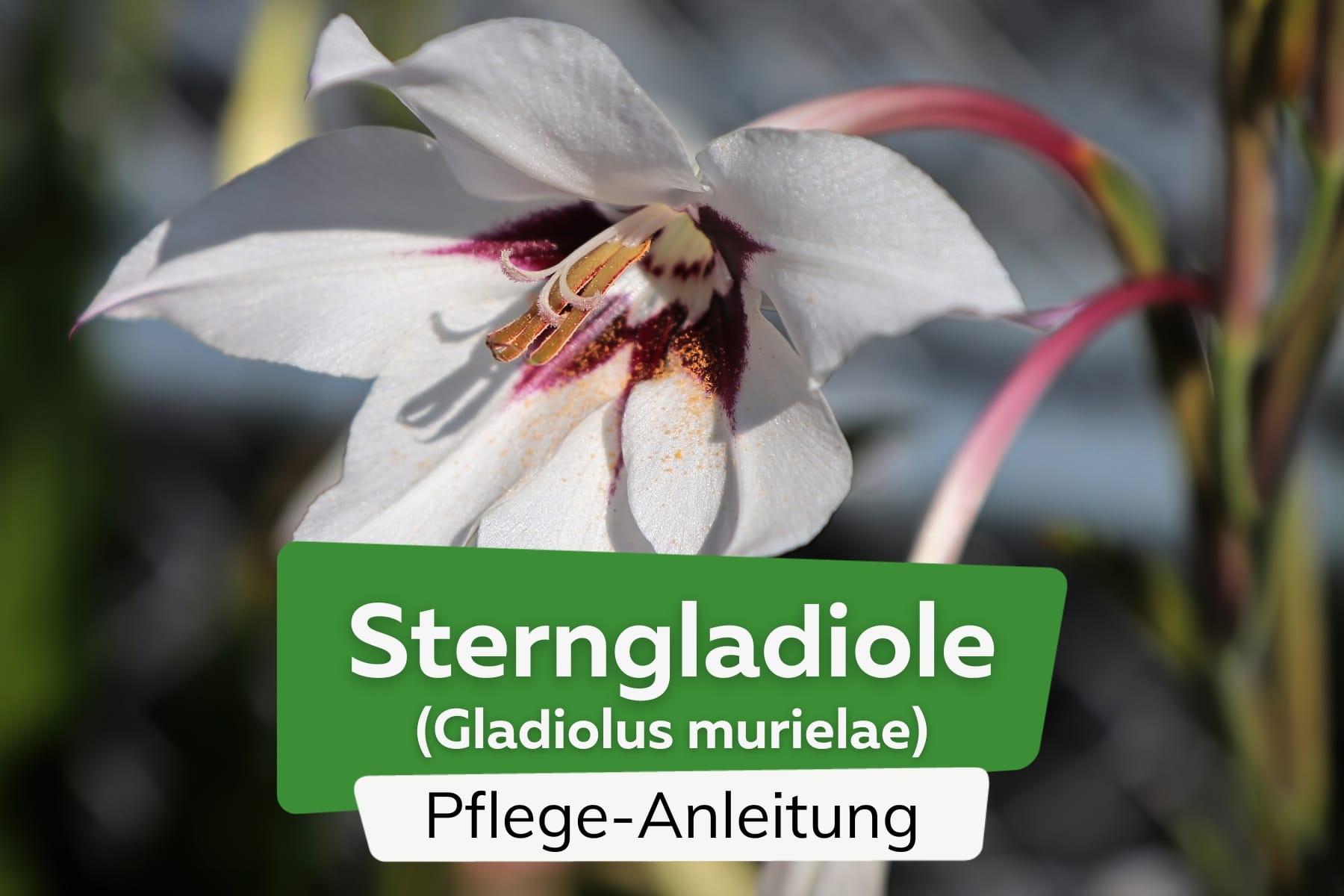 Sterngladiole (Gladiolus murielae)
