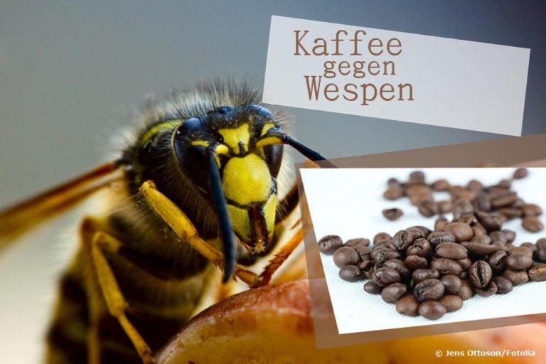 Kaffee gegen Wespen