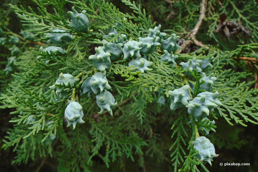 Morgenländischer Lebensbaum, Platycladus orientalis