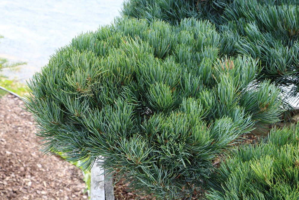 Mädchen-Kiefer, Pinus parviflora