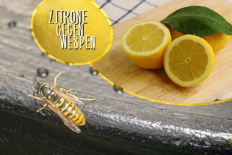 Zitrone gegen Wespen