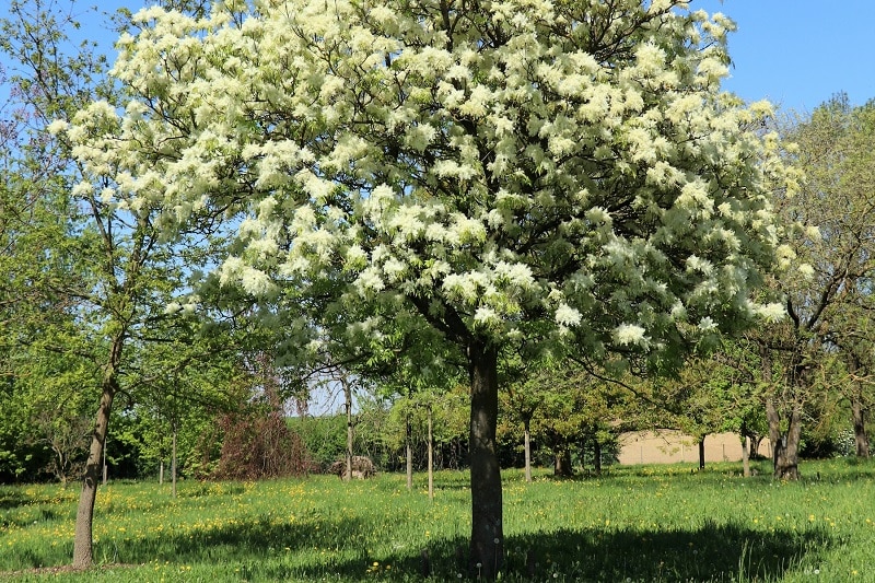 Blumenesche (Fraxinus ornus) im Garten
