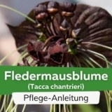 Fledermausblume (Tacca chantrieri)