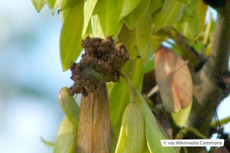 Gallmilbe an Gemeiner Esche (Fraxinus excelsior)
