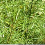 Rosmarinweide - Salix rosmarinifolia