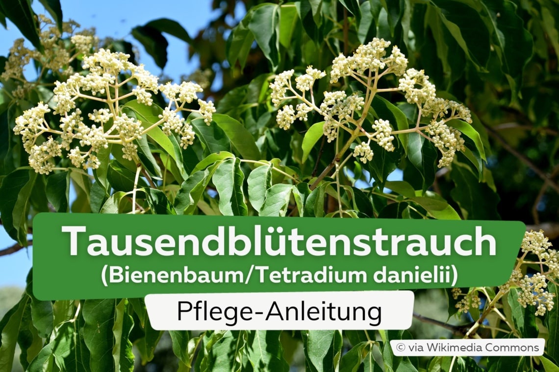 Tausendblütenstrauch/Bienenbaum (Tetradium danielii)