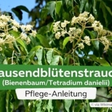 Tausendblütenstrauch/Bienenbaum (Tetradium danielii)