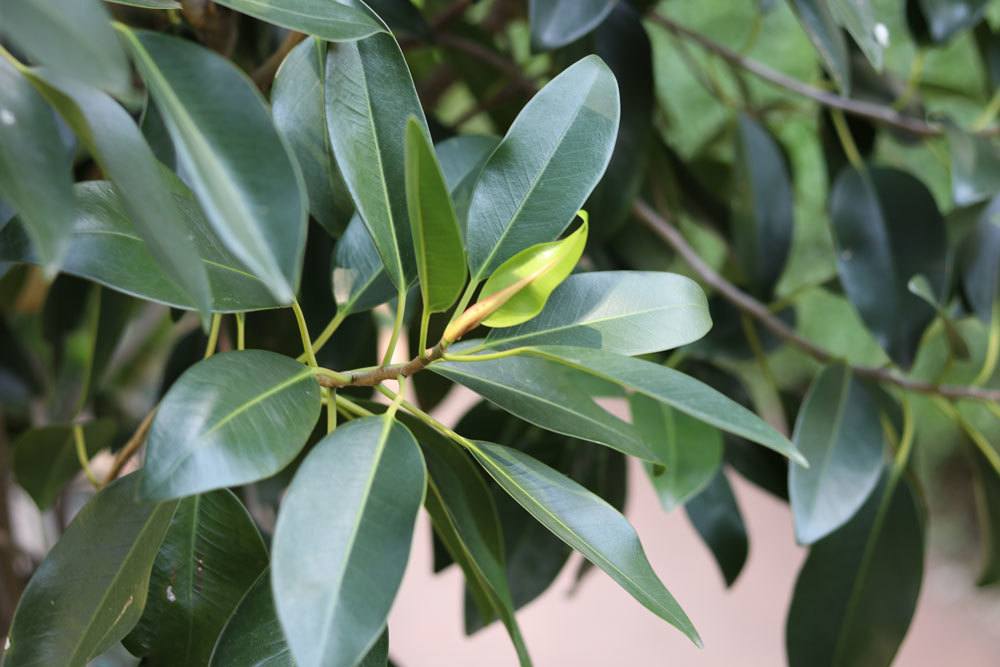 Australische Feige, Ficus australis
