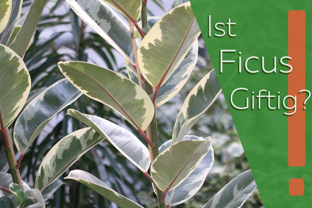 Ist Ficus giftig?