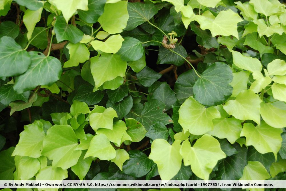 Hedera zimmerpflanze - Die qualitativsten Hedera zimmerpflanze auf einen Blick!