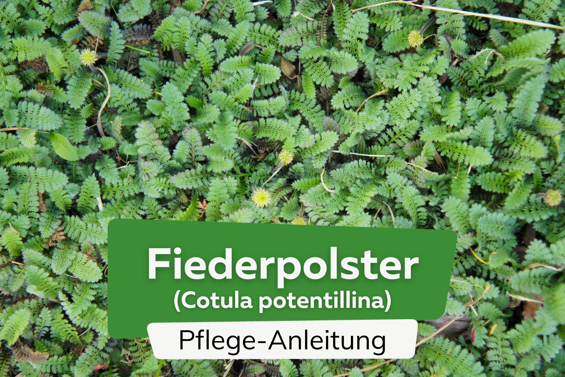 Fiederpolster (Cotula potentillina)