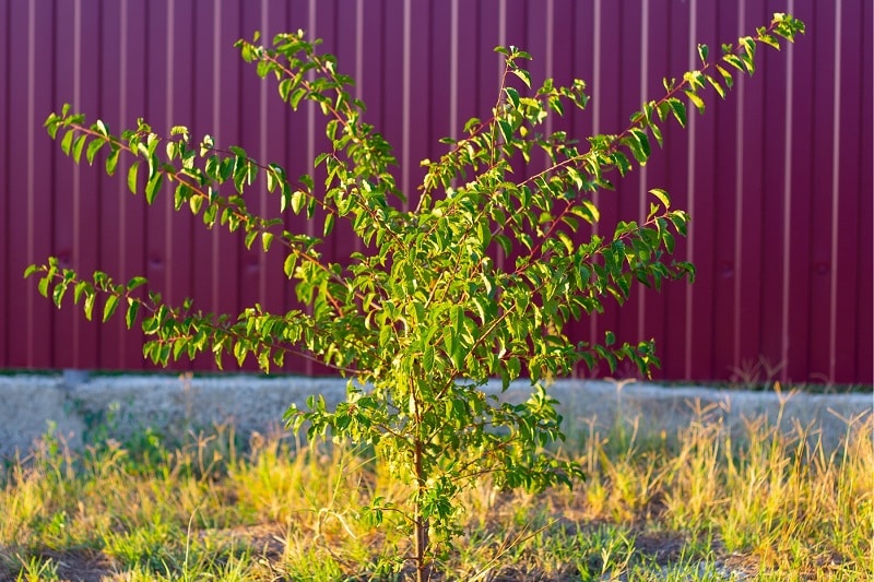 Junger, frisch gepflanzter Aprikosenbaum