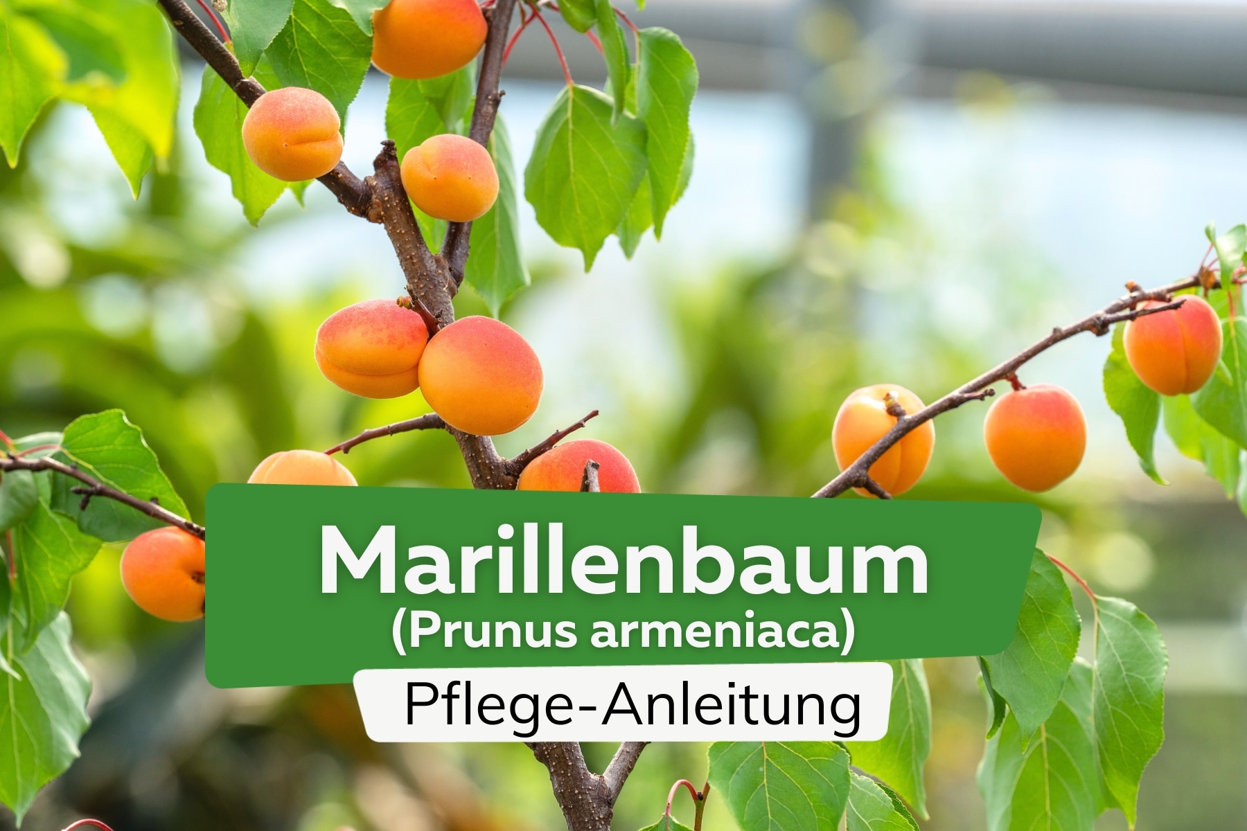 Marillenbaum (Prunus armeniaca)