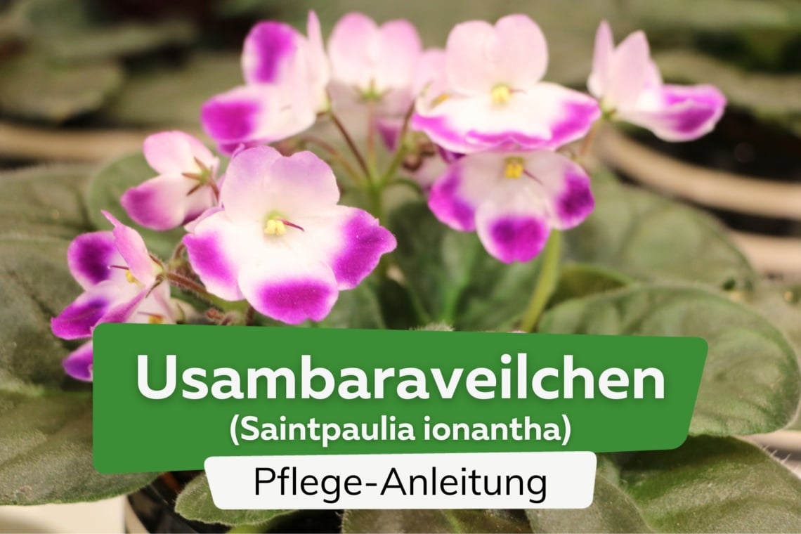 Usambaraveilchen (Saintpaulia ionantha)