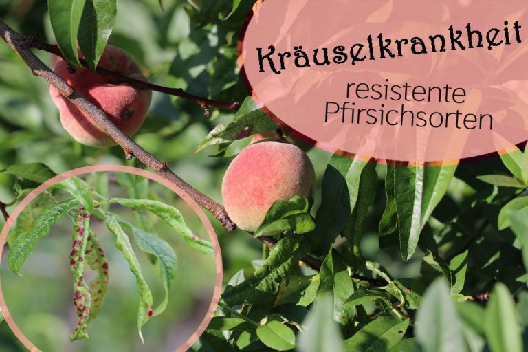 Resistente Pfirsichsorten