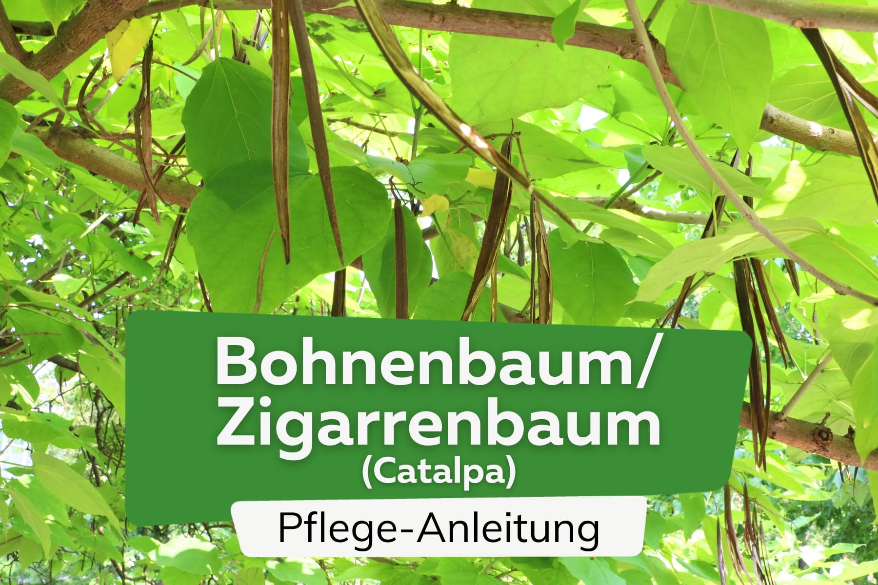 Bohnenbaum/Zigarrenbaum (Catalpa)
