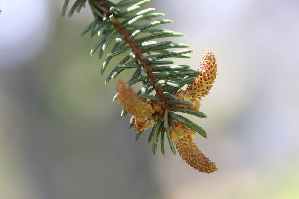 Borstenfichte - Picea asperata