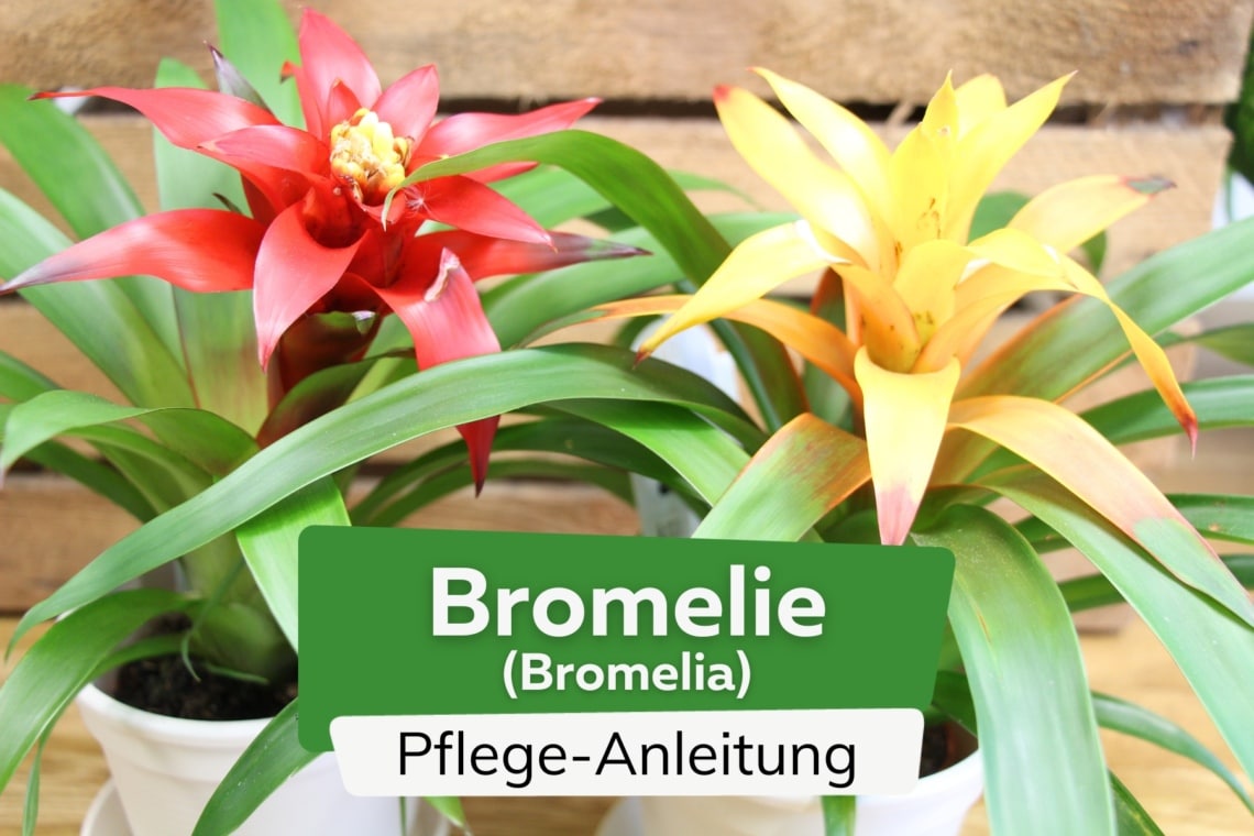 Bromelie (Bromelia)