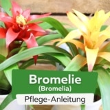 Bromelie (Bromelia)