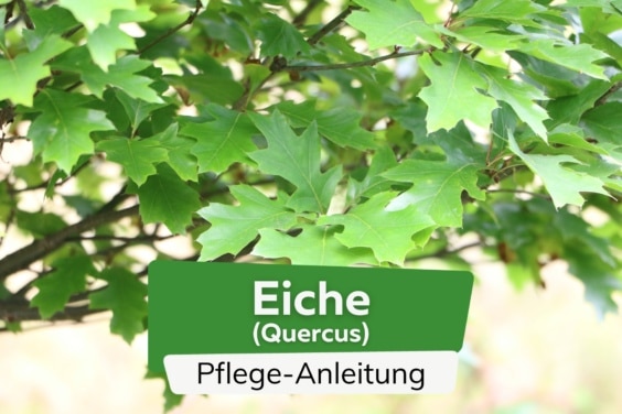 Eiche (Quercus)