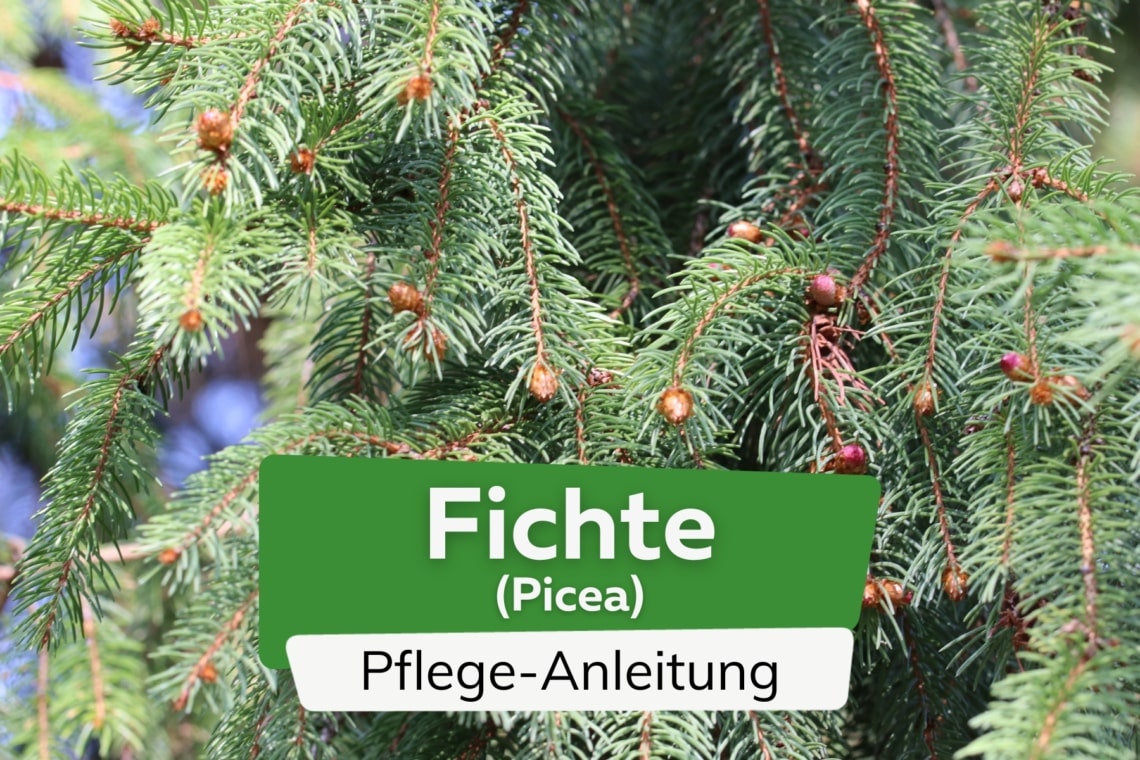 Fichte (Picea)