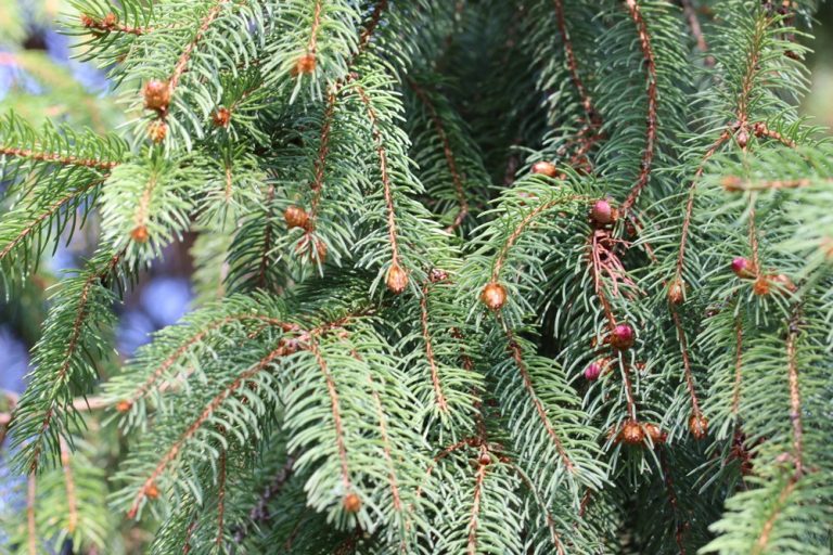 Pinus strobus radiata - Betrachten Sie dem Favoriten