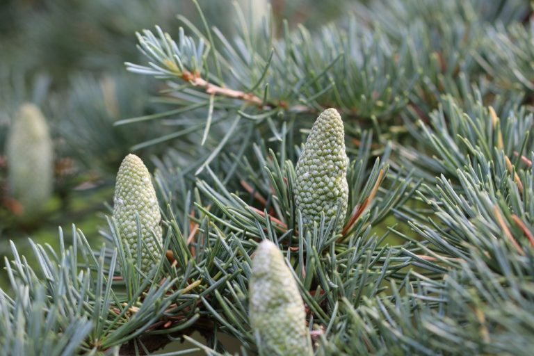 Pinus strobus radiata - Die ausgezeichnetesten Pinus strobus radiata analysiert