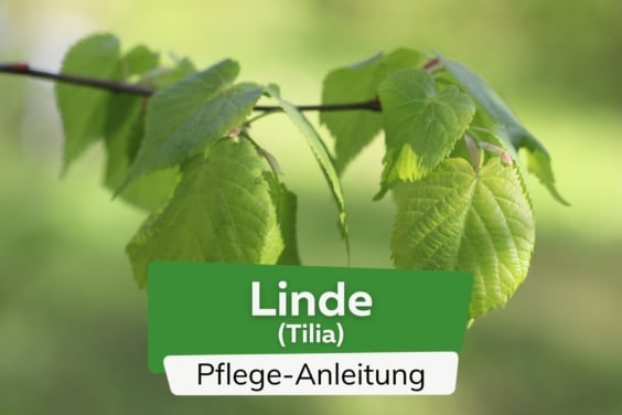 Linde (Tilia)