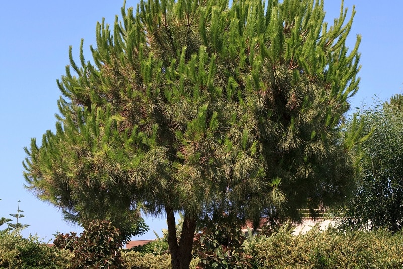 Pinienbaum (Pinus pinea) im Garten