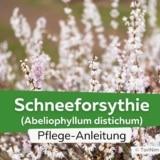 Schneeforsythie (Abeliophyllum distichum)