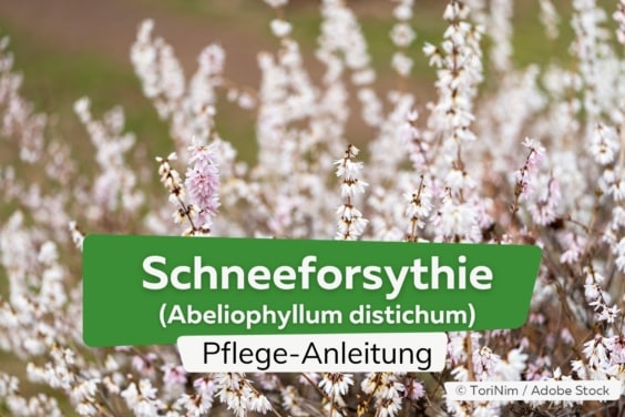 Schneeforsythie (Abeliophyllum distichum)