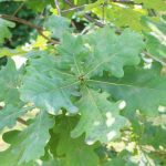 Stieleiche - Quercus robur - Eiche