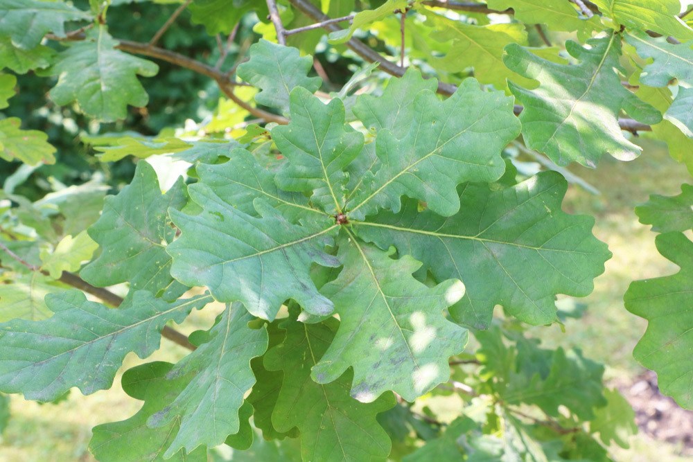 Stieleiche - Quercus robur - Eiche,, heimische Eichenart