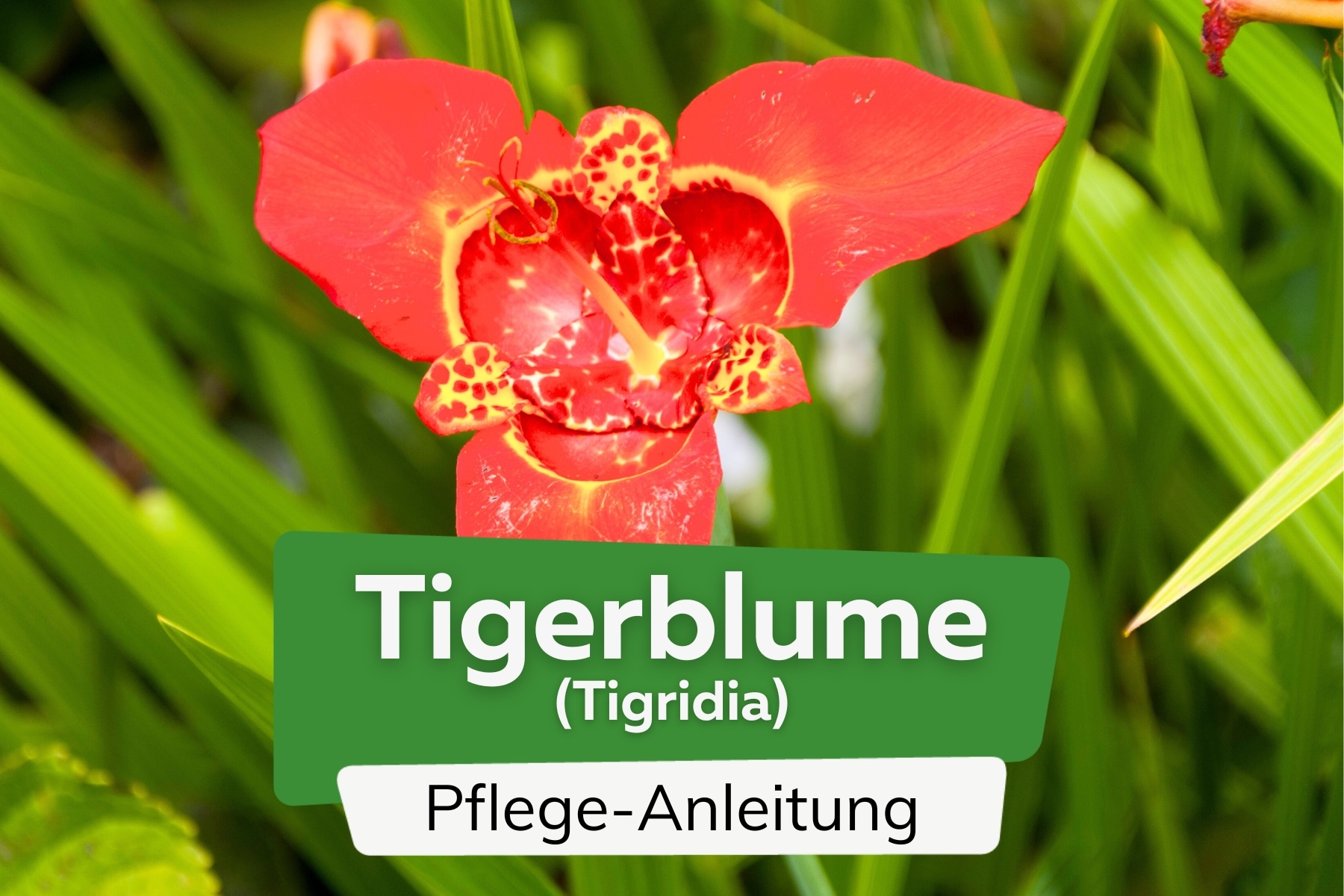 Tigerblume (Tigridia)