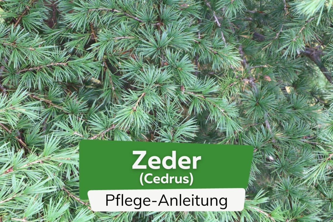 Zeder (Cedrus)