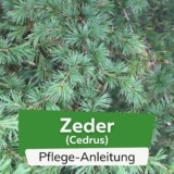 Zeder (Cedrus)
